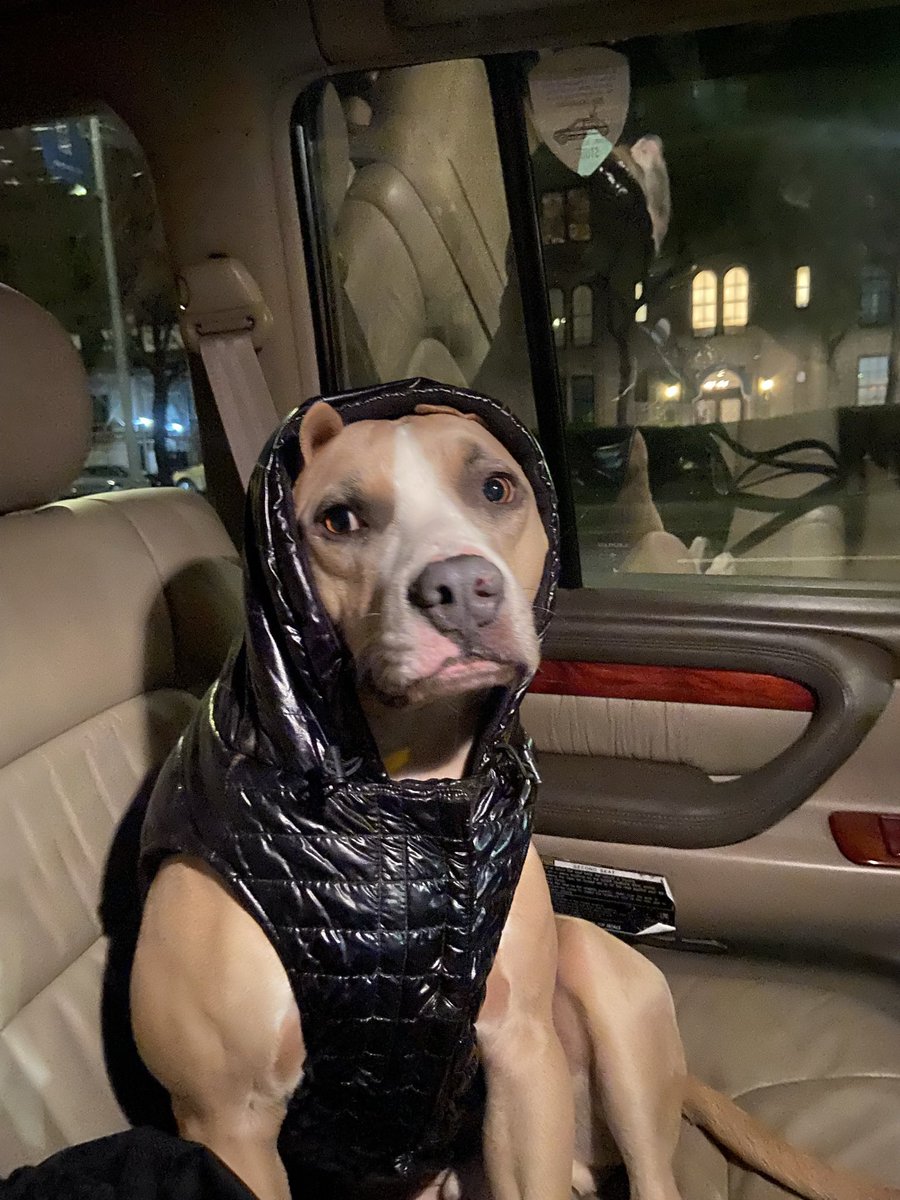 jaimezevallos's tweet photo. A Dogs 🐕 Life #dogsoftwitter #dogs #pitbull https://t.co/1hFPM1rbvG