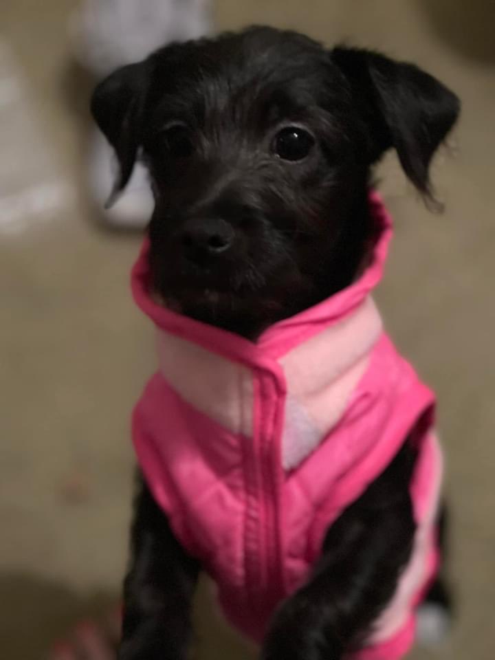 ryanc4242's tweet photo. @thekjohnston Your puppy looks like our puppy https://t.co/D3lhVY72bi