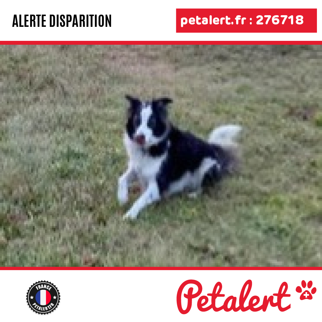 petalert_france's tweet image. Disparu #Chien #Var #Cotignac #Petalert  #PetAlert83 / p3t.co/LybY2