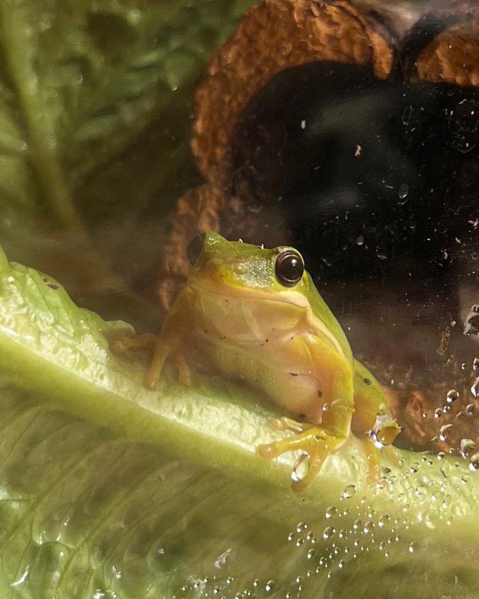 Alliance Animale tweet media