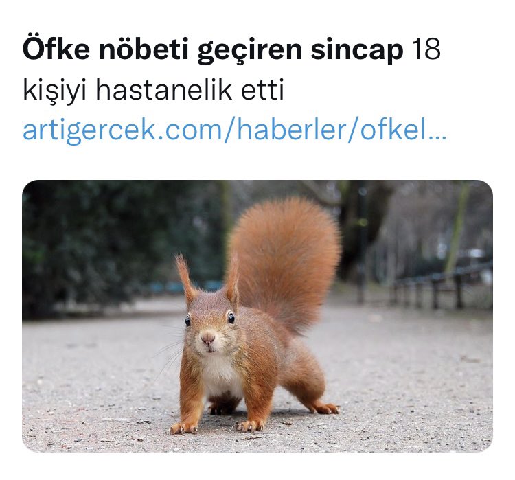 Türkiye’de yaşayan hayvanların dahi psikolojisi bozuldu.