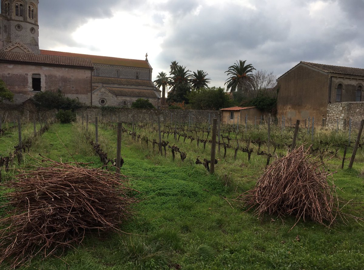 IleSaintHonorat's tweet photo. #jeudiphoto #taille #vignoble #sthonorat #travail #stbenoit #oraetlabora
Merci @abbevladimir pour la photo https://t.co/CuAZvyNvDl