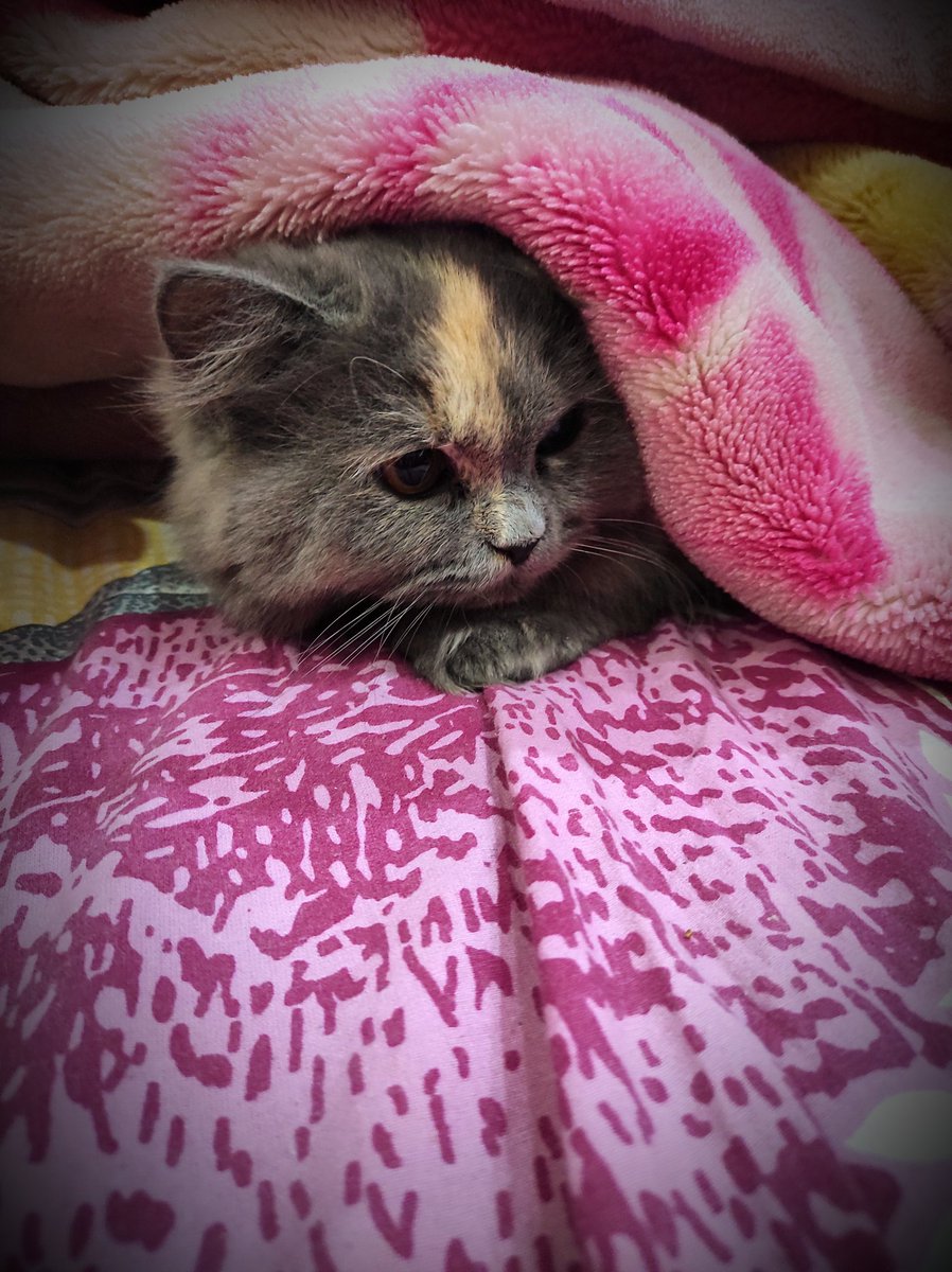 ChildVisual's tweet photo. My Cute Kitten Thunder
Spending Time With Him☺

#CatsOfTwitter #cat #CatsOnTwitter #CatsofChristmas #catlover #kitten #kittensoftwitter #KittenPlay #pets #pet #petlovers https://t.co/CvSFnvEiVl