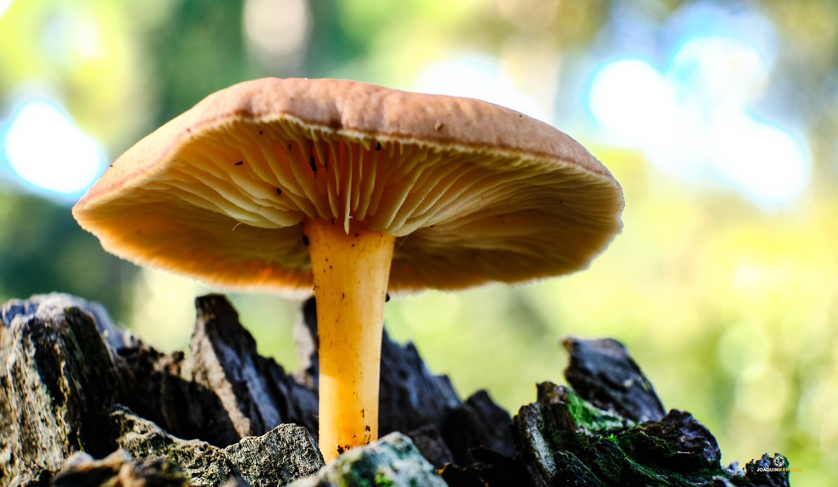 PENÚLTIMAS FOTOS DEL AÑO 2021

Ayer nos dimos un paseo por los pinares de Aznalcazar buscando setas 🍄 para fotografiarlas y este fue el resultado que os muestro. 

EQUIPO:
#fujixt3 + #fujinon 18-55 + tubo de extensión. <a href="/fujifilm_es/">Fujifilm España</a> <a href="/STAFpuntoes/">STAF.es</a>