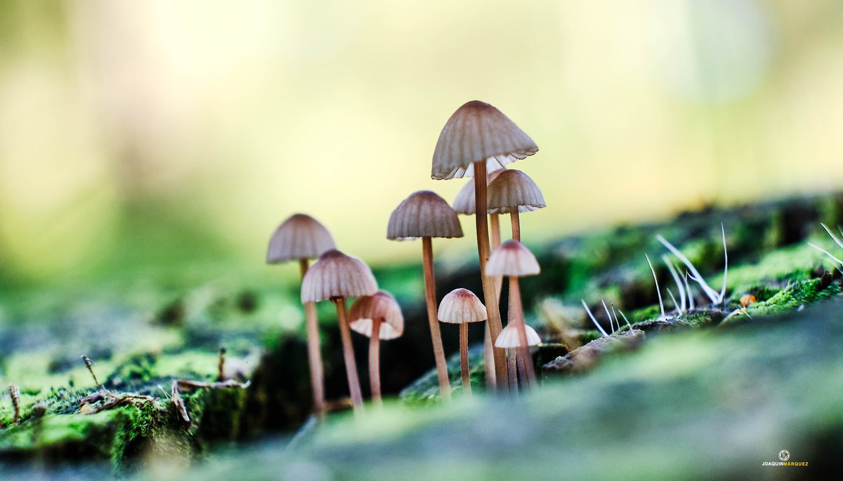 fj2marquez's tweet photo. PENÚLTIMAS FOTOS DEL AÑO 2021

Ayer nos dimos un paseo por los pinares de Aznalcazar buscando setas 🍄 para fotografiarlas y este fue el resultado que os muestro. 

EQUIPO:
#fujixt3 + #fujinon 18-55 + tubo de extensión. @fujifilm_es @STAFpuntoes https://t.co/97wskEviYO