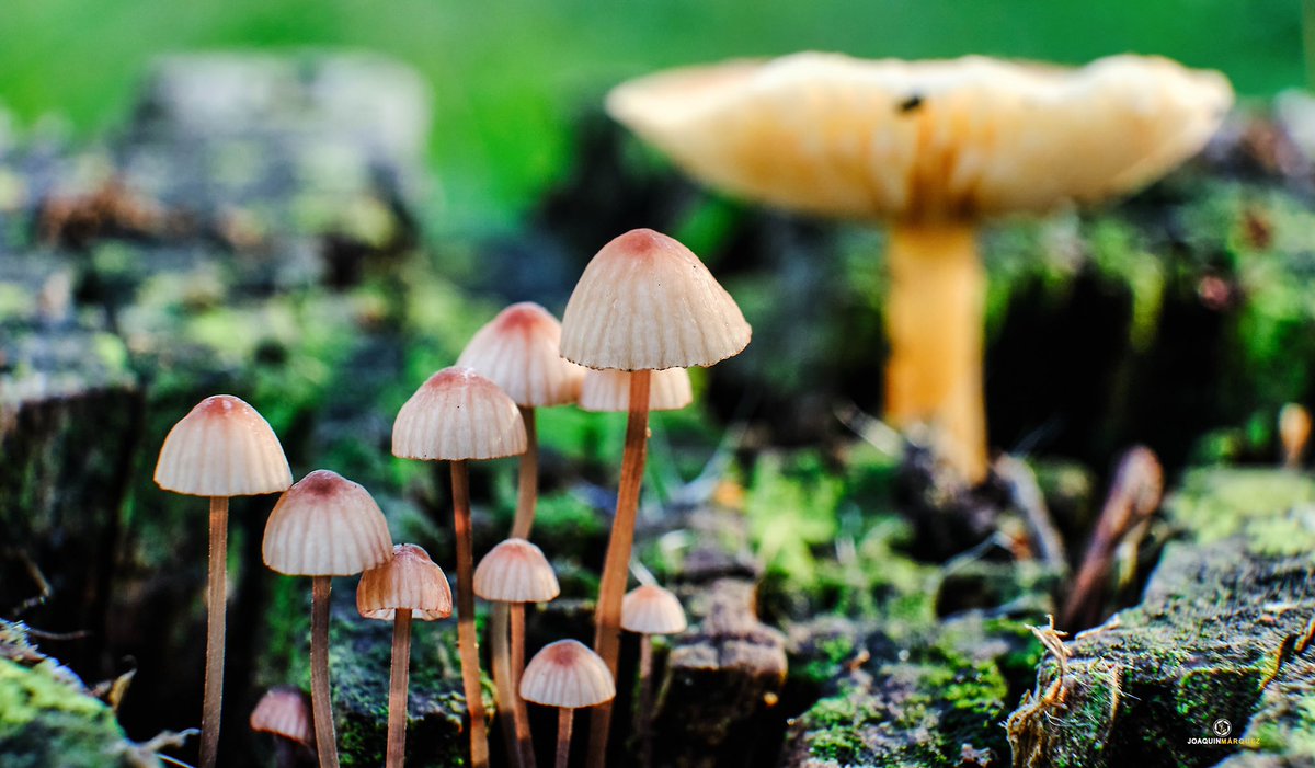 fj2marquez's tweet photo. PENÚLTIMAS FOTOS DEL AÑO 2021

Ayer nos dimos un paseo por los pinares de Aznalcazar buscando setas 🍄 para fotografiarlas y este fue el resultado que os muestro. 

EQUIPO:
#fujixt3 + #fujinon 18-55 + tubo de extensión. @fujifilm_es @STAFpuntoes https://t.co/97wskEviYO