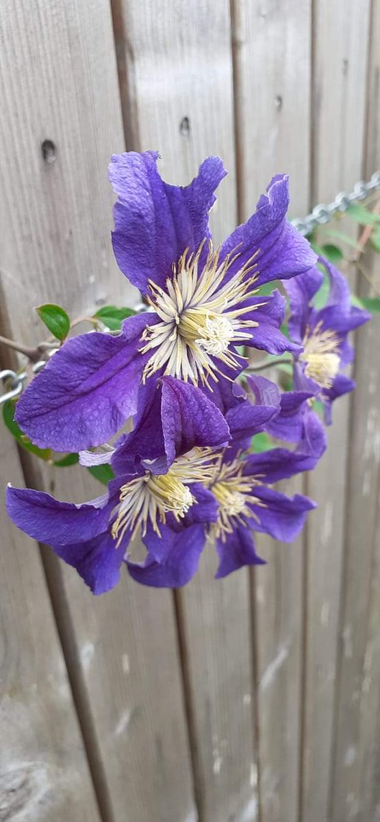 ClaudiaMelissen's tweet image. 