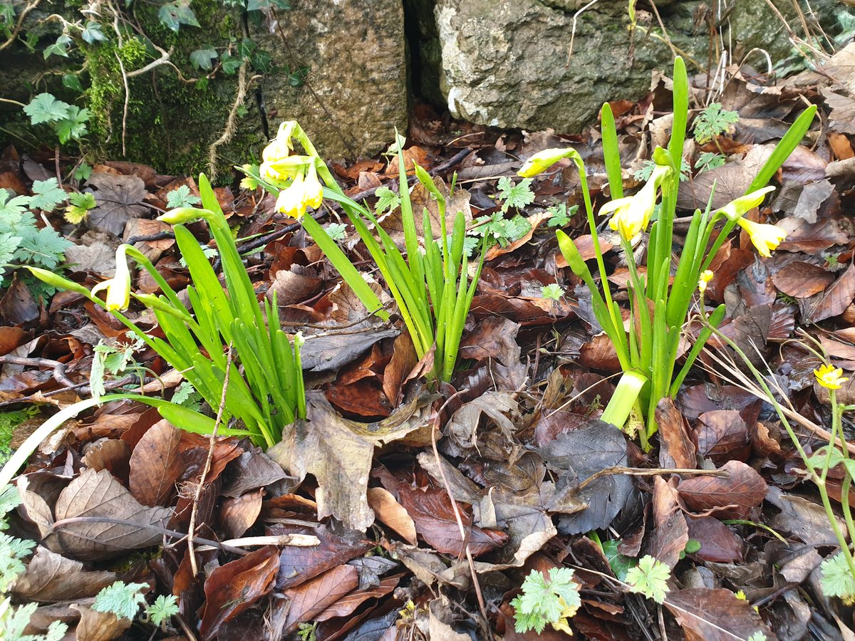 New beginnings 🌱🌿
#nature #winterwalks #changingseasons