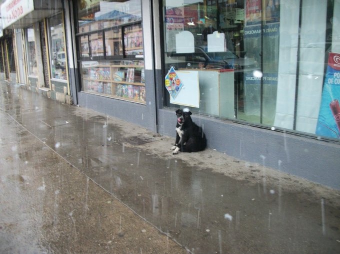 No dejes a tu peludo en la calle mientras te tomas algo en el bar🙏

Que tengan más pelo no quiere decir que no puedan tener frío o se mojen