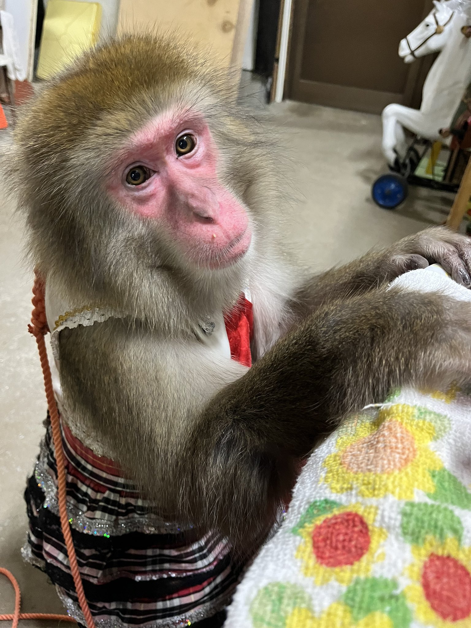 東北サファリパーク サル劇場 公式 杏ちゃんも今年1年も頑張りました 来年ももちろん可愛いカッコイイスゴい担当で頑張っていきます ぜひ推して推して推しまくってください 東北サファリパーク ニホンザル 杏ちゃん かわいい杏ちゃん 今年も