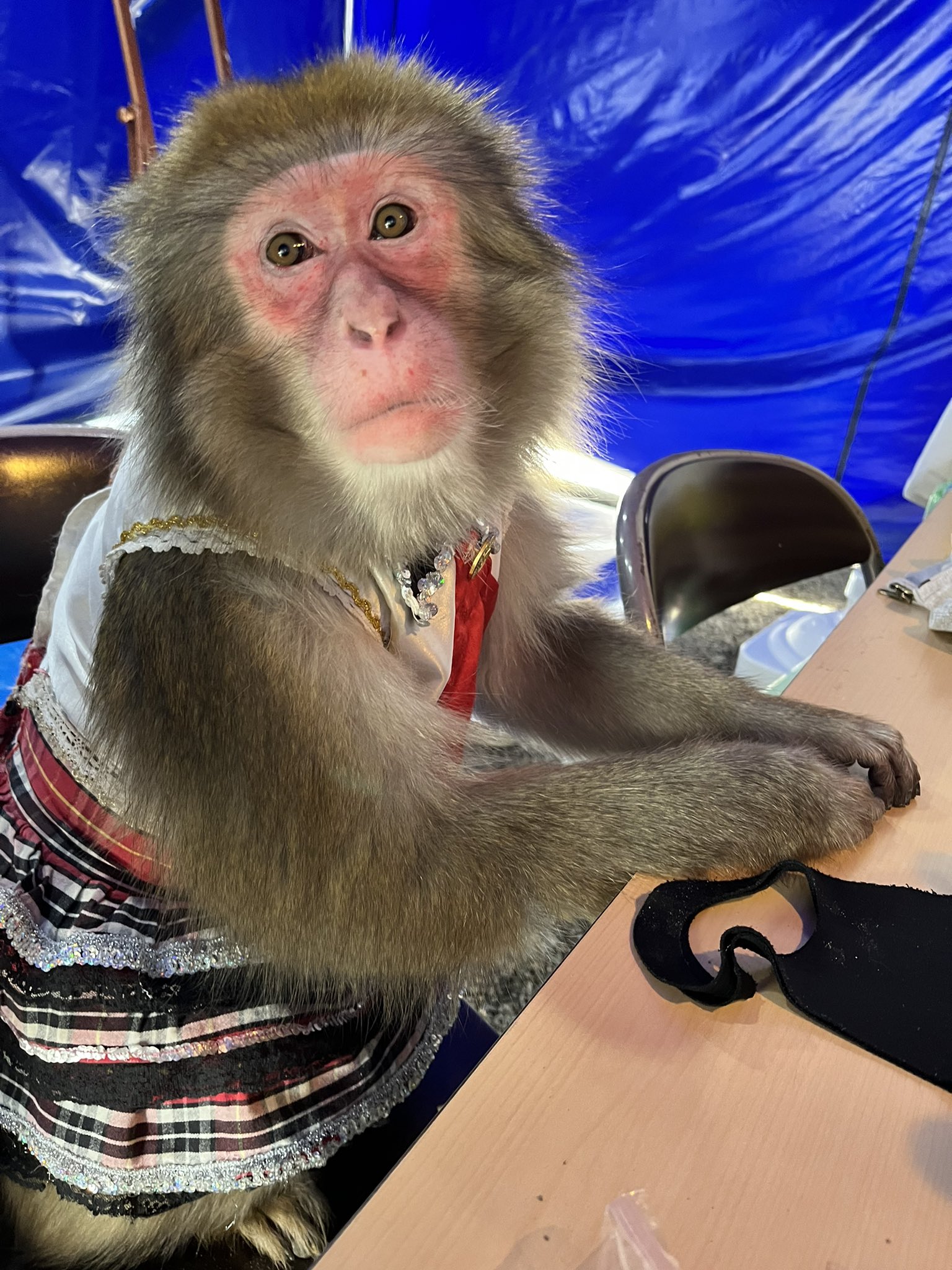 東北サファリパーク サル劇場 公式 杏ちゃんも今年1年も頑張りました 来年ももちろん可愛いカッコイイスゴい担当で頑張っていきます ぜひ推して推して推しまくってください 東北サファリパーク ニホンザル 杏ちゃん かわいい杏ちゃん 今年も