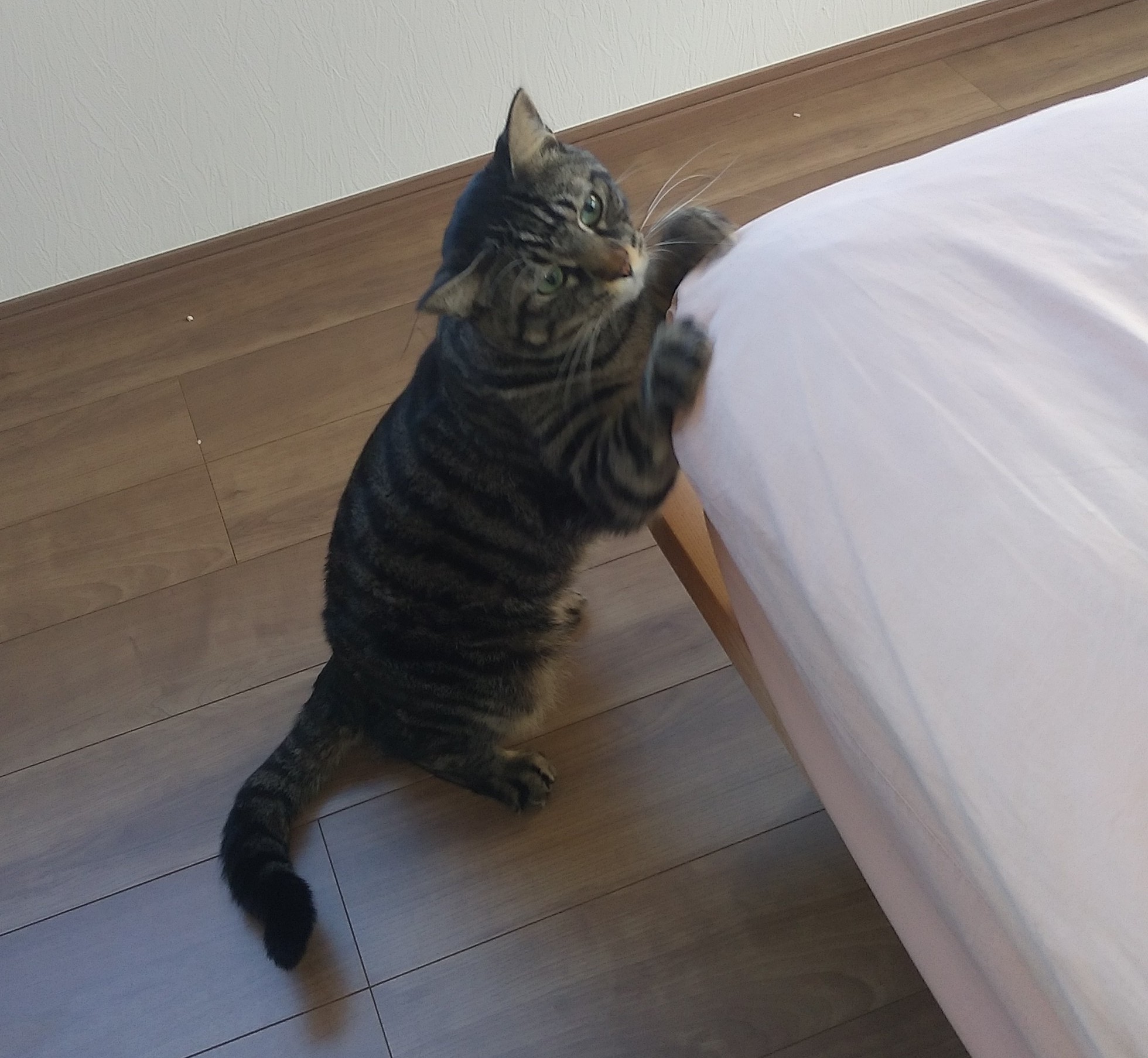 Tweets With Replies By ねこ助 L4lw1mwtyfdbnhq Twitter