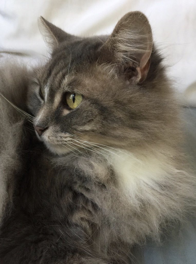 midnightmoonv's tweet image. 🤍🤍🤍