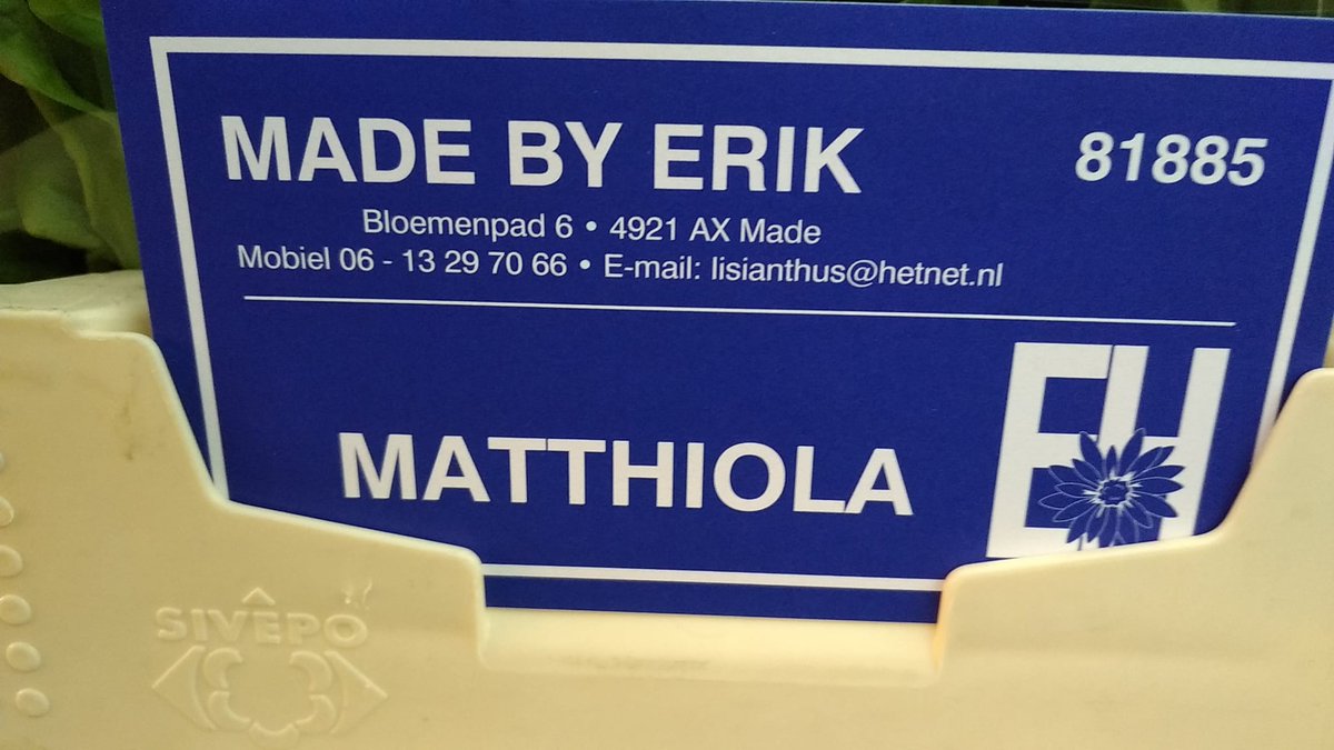 De #violieren van <a href="/ErikvdHoeven/">Kwekerij Erik van der Hoeven</a> uit MADE, met 80 stelen inhoud, worden vanaf nu geveild onder de naam #MadeByErik 
Leuke woordspeling 😀