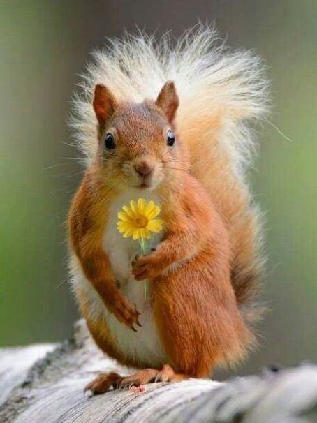 Kristal38922455's tweet photo. Good morning dear friends 💚��� https://t.co/XnUeKAG0RB