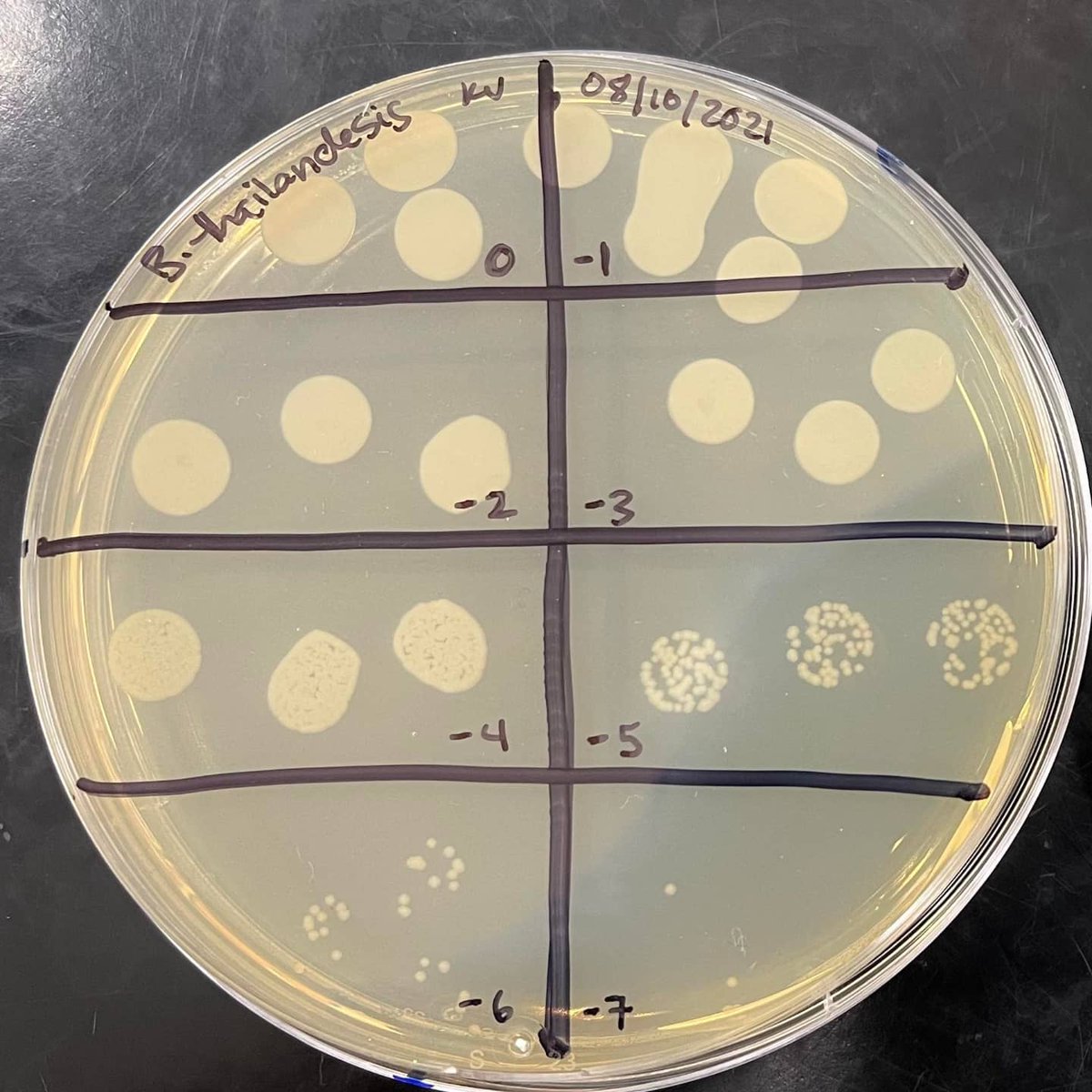 NMTBiology's tweet photo. At NMT, we have many different research projects. One such project is from our Master's student Kasandra Velarde (@VelardeKasandra), here is an inside look at her research:

 Scientists around the world inactivate pathogens that could be dangerous. (1/4) https://t.co/jQSPkmtQjD