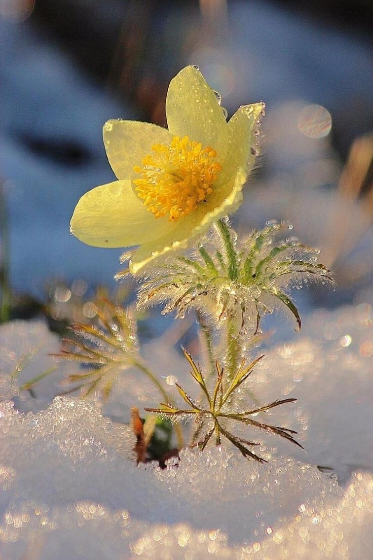 Kristal38922455's tweet photo. Happy Thursday 💛

#NaturePhotography https://t.co/laYbZdNqcr