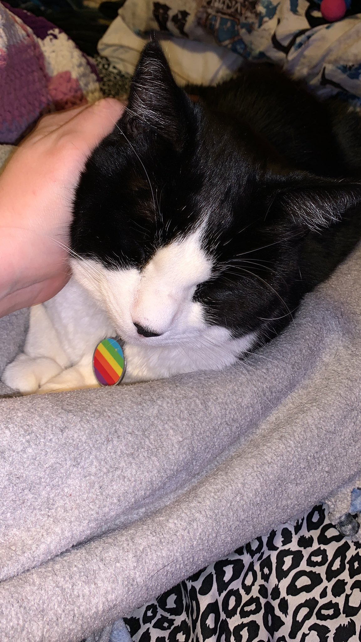 He’s doing much better today. Not out of the woods yet, but taking good, good steps forward. He fights me on the medication and he bitches at me for food so hey https://t.co/VPc6Z7e2ND