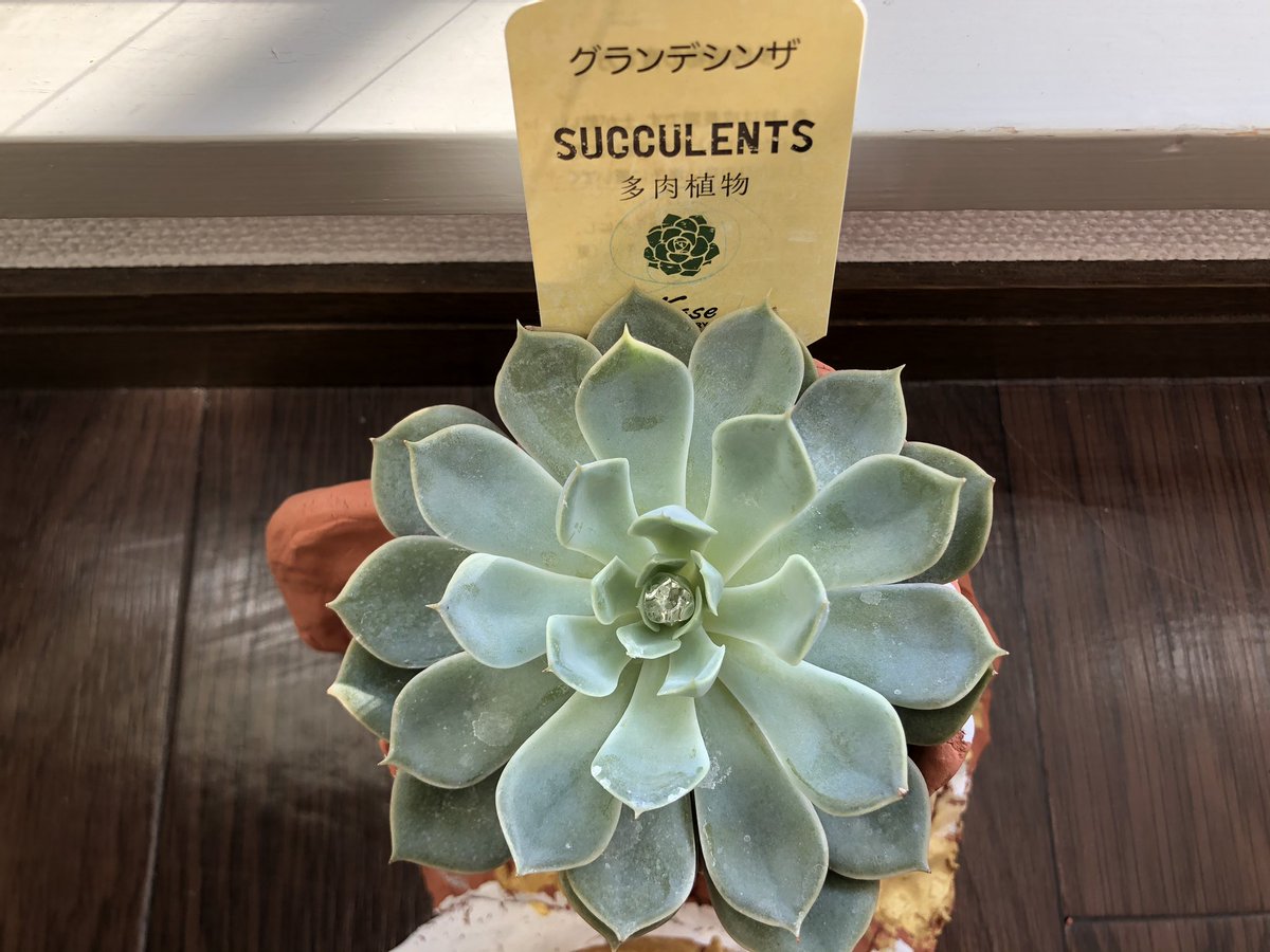 adachi_tinyboat's tweet photo. 娘が終業式に謎のエケベリアの札を持って帰ってきて、品種がグランデシンザであることが判明。日当たりを好むとのことで窓際に移動。
#エケベリア #多肉植物 #ガーデニング #園芸 https://t.co/OcJVDYfAm0