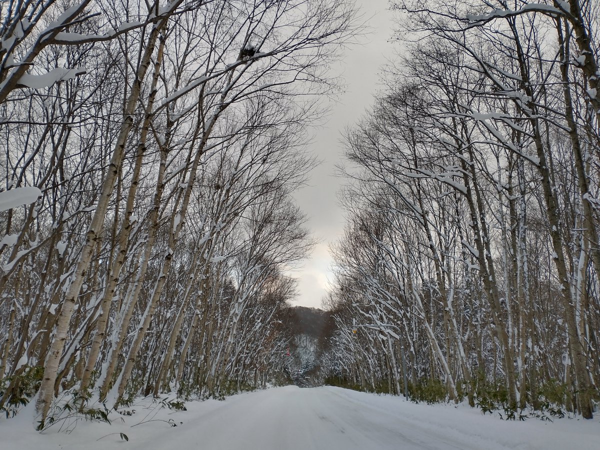SetanaMan's tweet photo. There is a small city after passing the withered threes... 
We will meet again next Spring... 

Setana, Hokkaido, Japan

この道を抜けると、せたな町があるんだよ。
動物たち。春にまた、会おうね。

北海道せたな町

#japan #travel #旅行
#hokkaido #北海道
#NaturePhotography https://t.co/pwqoF4sq2B