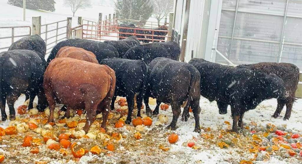 StadeFarmMarket's tweet photo. Believe it or not, we still had some pumpkins and squash left over. We gave them to the cows here at the farm and they thoroughly enjoyed them!
#beefcows https://t.co/TqnAMfpdR6