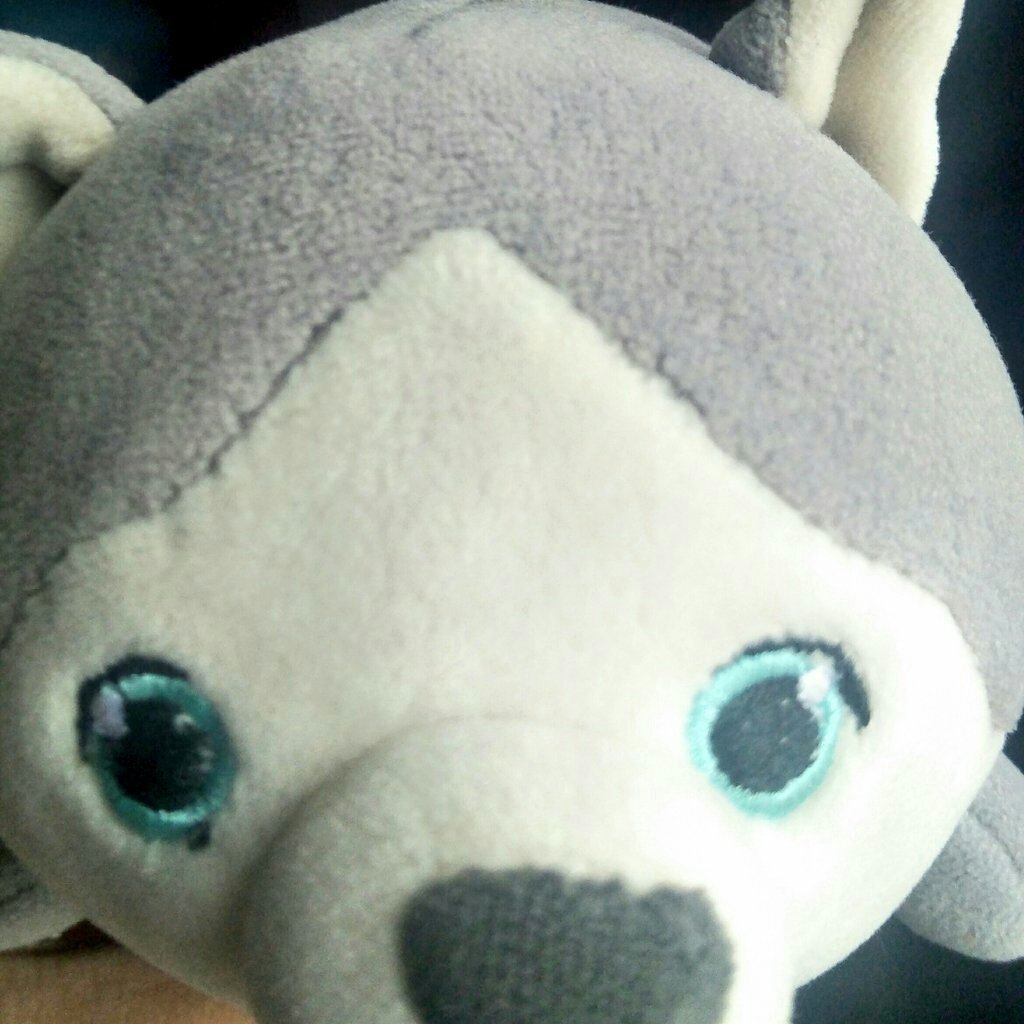 KohimeOji's tweet image. Hewo! Nekoes! ฅ&apos;ω&apos;ฅ

Say Hi to Wolfie The Plush! (｡･ω･｡)
#irl #wolfplush #positivity