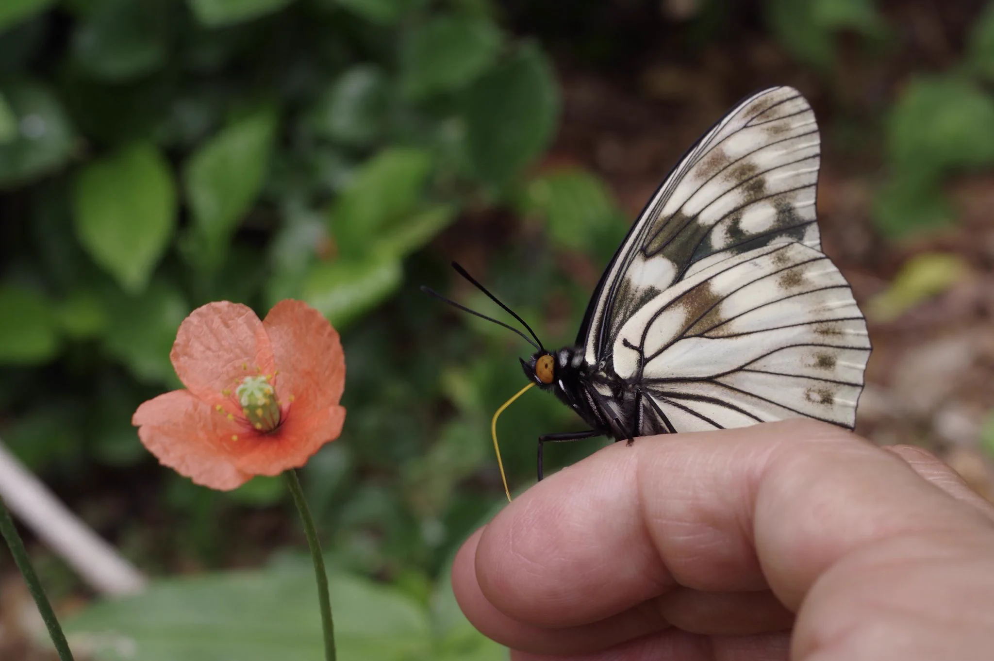 @ogugeo @ISOKO_MOCHIZUKI @phil_torres 手の汗を吸いにくる蝶と目的は同じですね🦋
ミネラル補給😊 