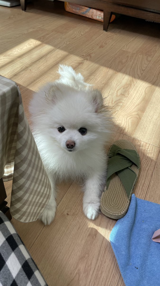 _ppotto__'s tweet photo. 귀에 약 넣고 폭탄머리 된 뽀또 https://t.co/xVb8lH2Qb5