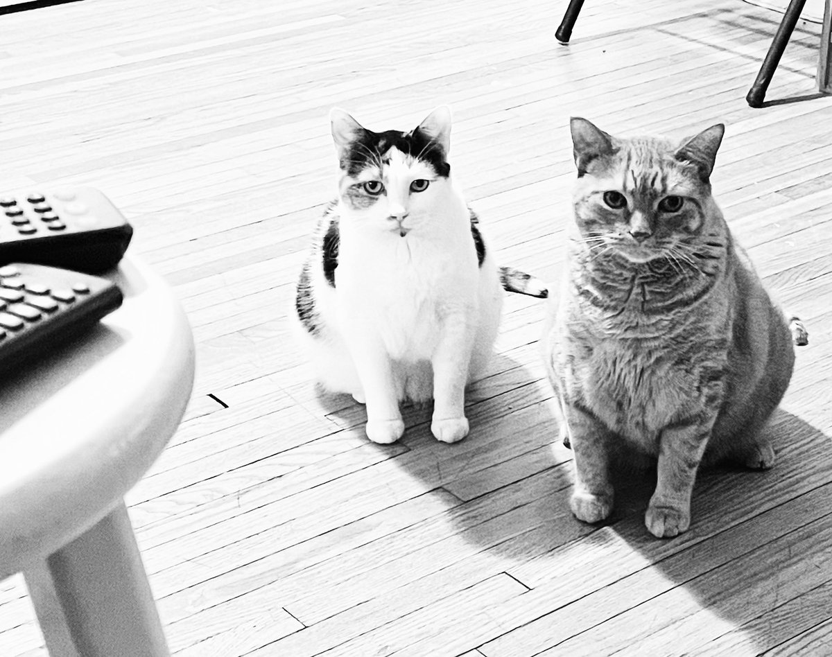 daniellebanks08's tweet photo. If they could have a caption, it’s probably like …’hey Mom, are you done binging your episode shows on Netflix already, we’re starvin’ over here. 😂 Alexa, turn the tv off - it’s past feeding time for my tigers. 🤪🐅🍽 #hungrykitties #catmomfail #inarelationshipwithnetflix #meow https://t.co/Hh1k73w0GP