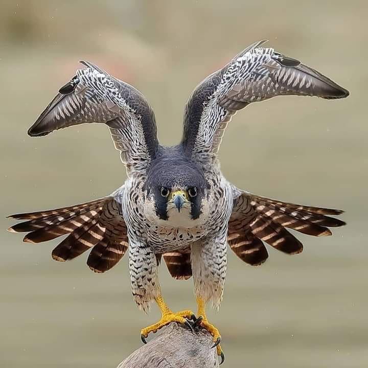 Орел сапсан. Сокол сапсан скорость полета. Самая быстрая птица. Сокол сапсан в гнезде. Птица быстрее всех.