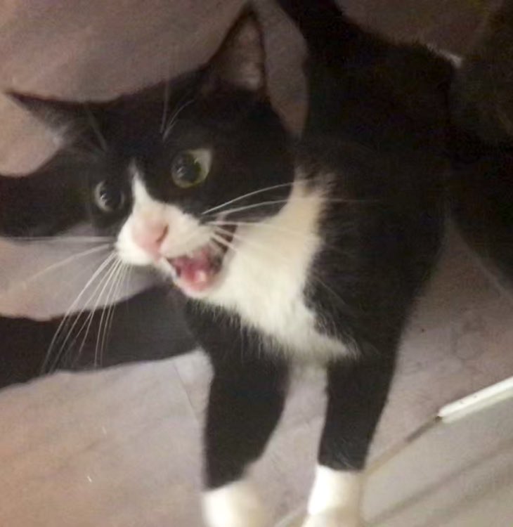 BasilTux's tweet image. DWEEZLE IS BACK ON THE MENU TONITE BABEYY!!