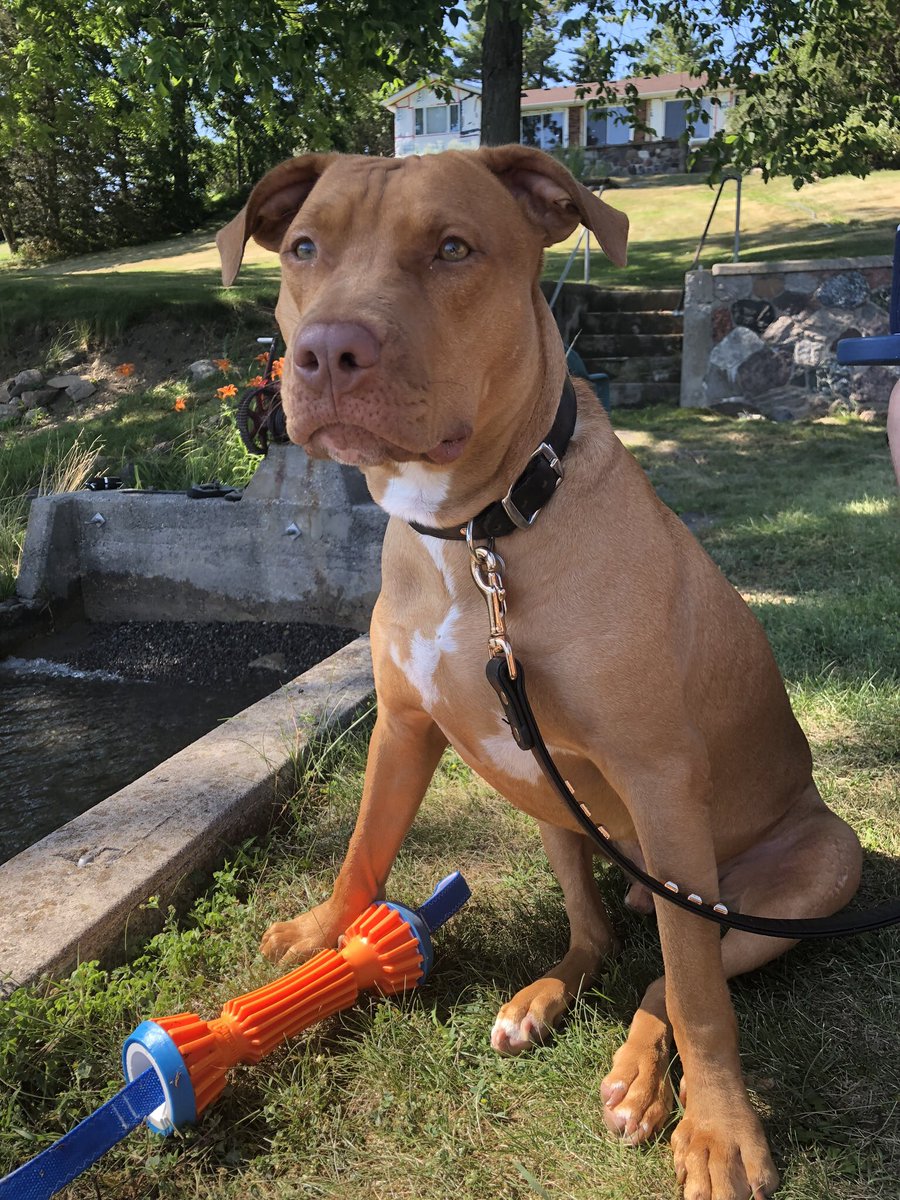 sydenhamkennedy's tweet photo. Wanted to let all of our #DCDR 🇩🇴 friends know that Max passed away last night. He was sick leading up to Christmas and the meds he was given didn’t work. On 12/27 he was back on an IV. He improved &amp; it sounded like he would be coming home on Tuesday. He didn’t make it https://t.co/keem6Nsjr5