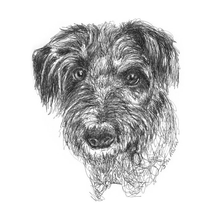 Finally drew the other boy... my granddog, Geno.
...
I was quietly working on a commission project so didn't have time or the right to post. It feels good to be back starting my beloved animals... especially this one.