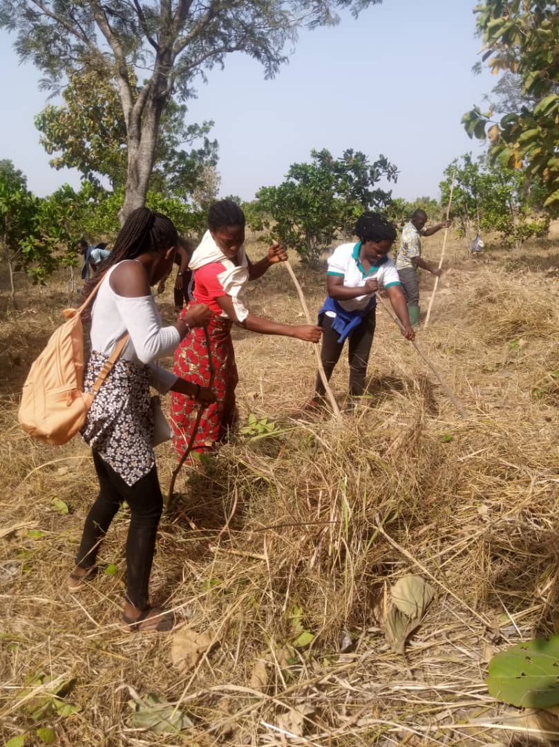 SoundiBob's tweet photo. Après avoir reboisé, il faut entretenir ! Les étudiants de l' Université de Kara ( Nord Togo) l'ont compris et entreprennent depuis deux semaines déjà, avec le soutien du Professeur @KomlaSanda, d'entretenir les plants reboisés dans la Préfecture de la Kozah. https://t.co/woLE00NZu1