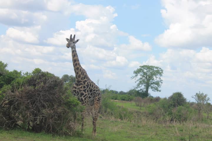 knowtztours's tweet photo. We know the gemes, travel with us, it is our pleasure to serve you!

#professor #tarangirenationalpark #manyaranationalpark #serengeti #blacktravel #solotravel #AirSea #swiss  #knowtanzaniatours #travel2022 #traveladdict #travelblogger #wildlifephotography #wildlife #gamedrive https://t.co/U9UbpmpahM