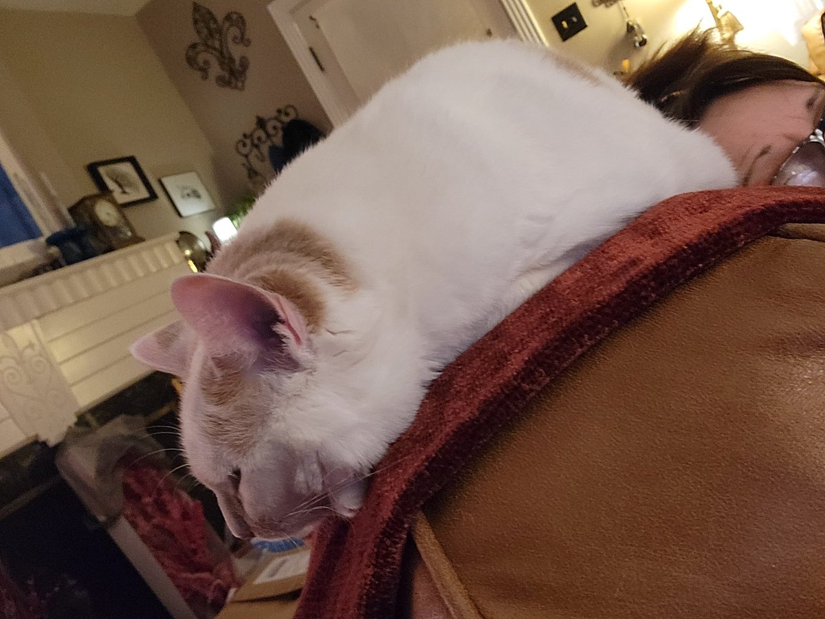 RicochetJazz's tweet photo. Crazy selfie with mums. More proof she is losing her circadian rhythm along with her mind during this nice break from school. #HappyHolidays #CatsOfTwitter #CatsofChristmas https://t.co/WTpjTizWjG