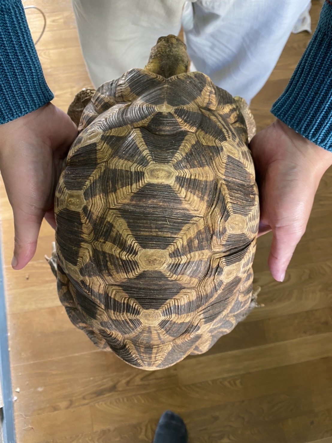Global Animals Toyodat1 Twitter