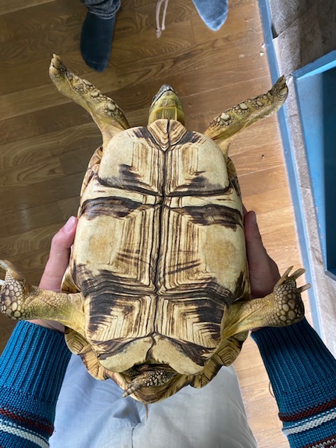 Global Animals Toyodat1 Twitter