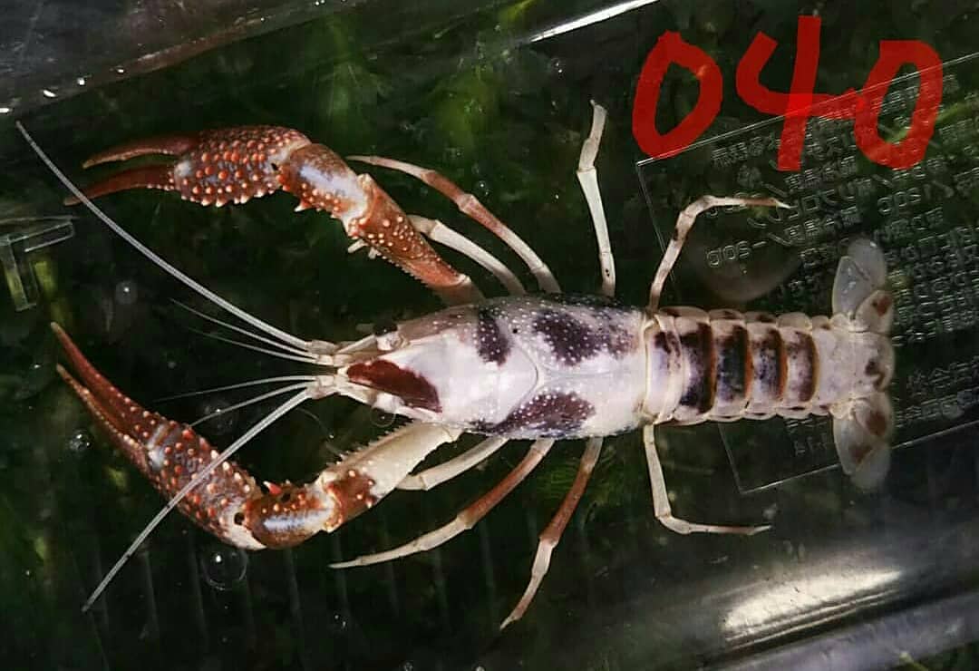 Zpcfn Twitter Search Twitter