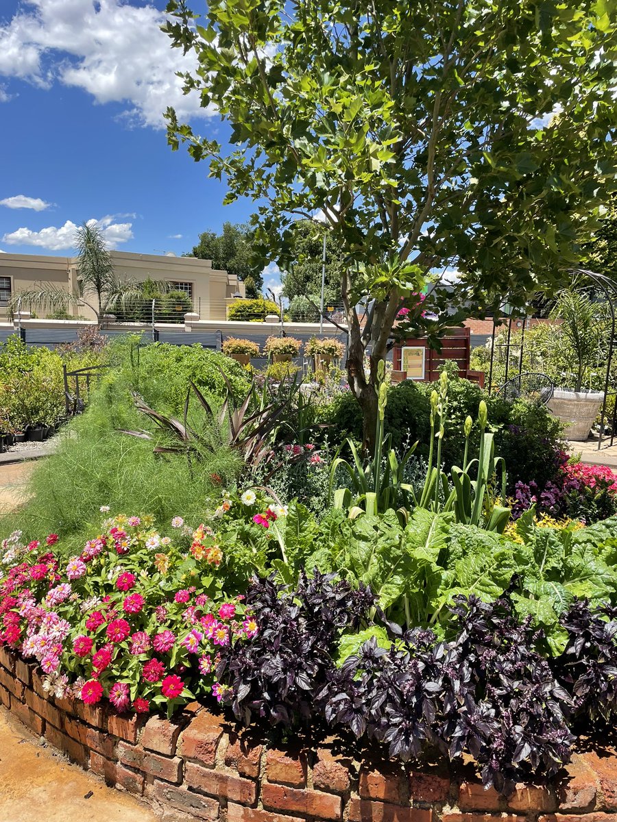 EckardsGarden's tweet photo. The textures and colours of our famous circle bed are really looking gorgeous this week. And our clusters of bulbs are breaking through which is so exciting! 🌸  #eckardsgarden #eckardscircle https://t.co/GB4PbWGG3b