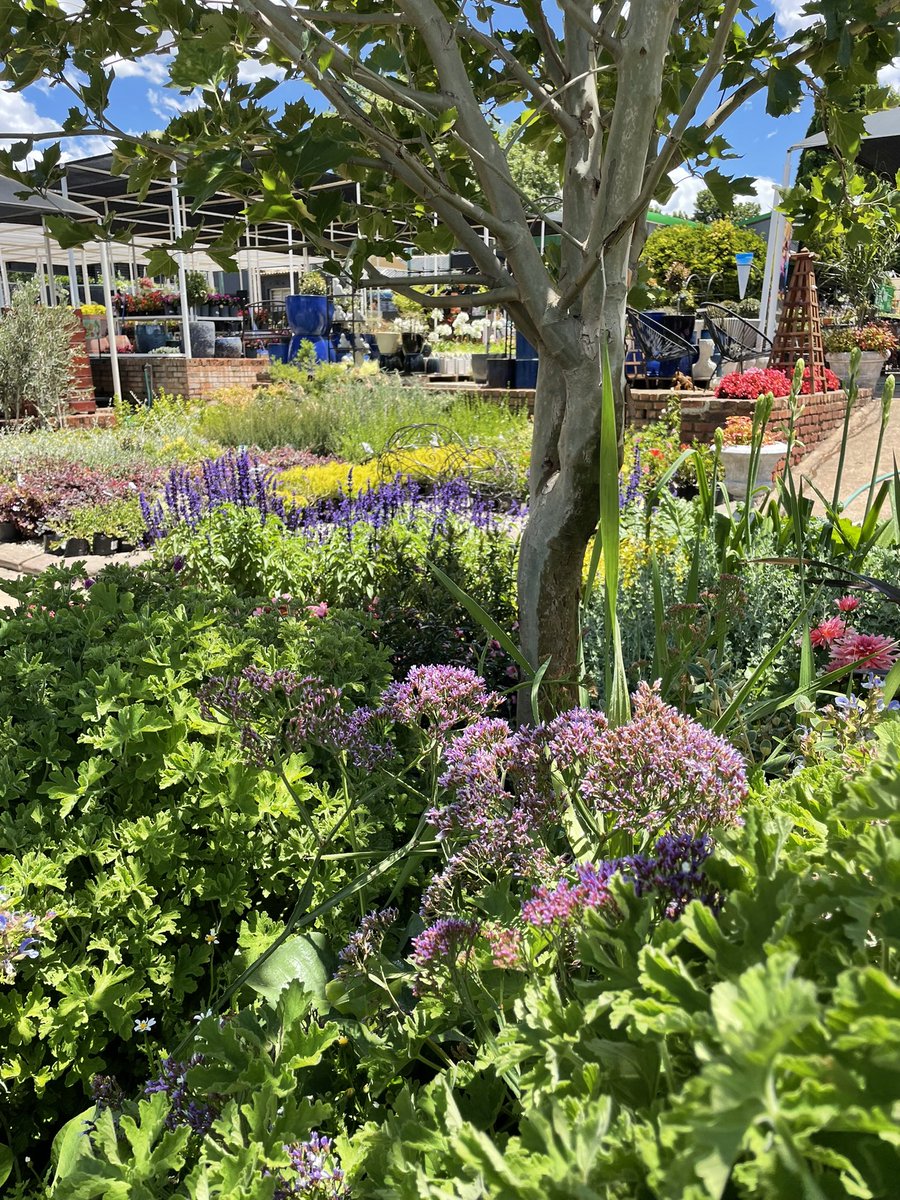 EckardsGarden's tweet photo. The textures and colours of our famous circle bed are really looking gorgeous this week. And our clusters of bulbs are breaking through which is so exciting! 🌸  #eckardsgarden #eckardscircle https://t.co/GB4PbWGG3b