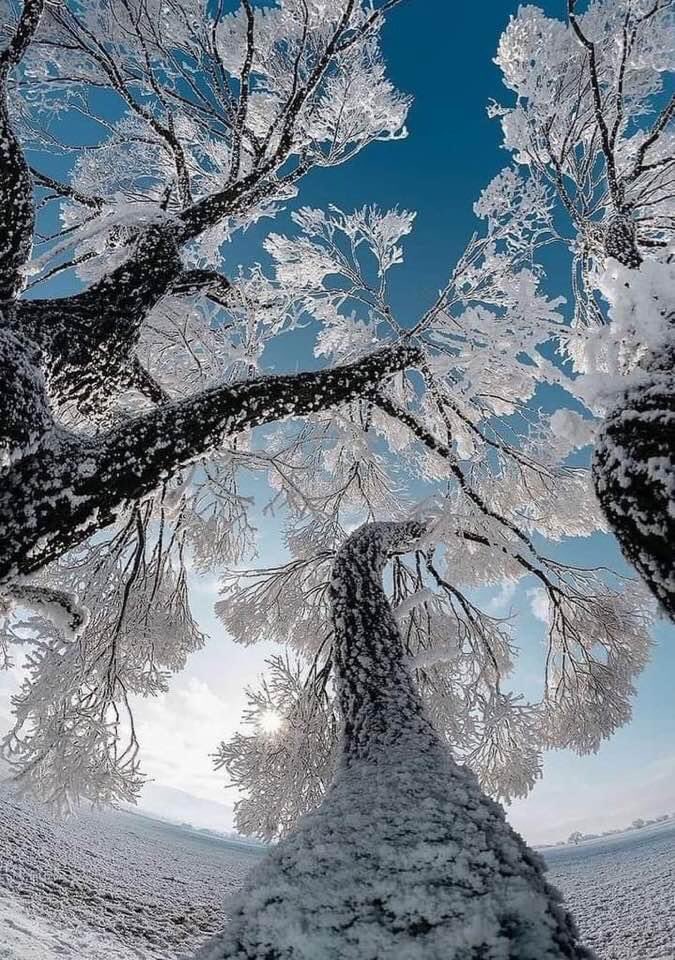 🍃

göğe merdiven kurup 
arayacağım yeniden

mutlu düşler ülkesini

behçet aysan