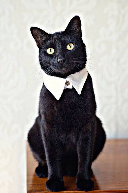 Котенок в деловом костюме