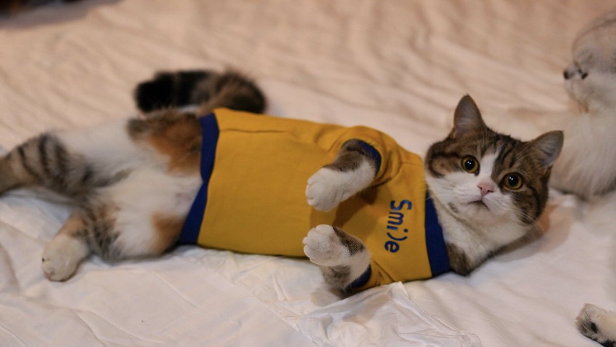 Hey, guys, it's cold! So my mama put a clothes on Gina 😸

#CatsOfTwitter 
#cats
#猫