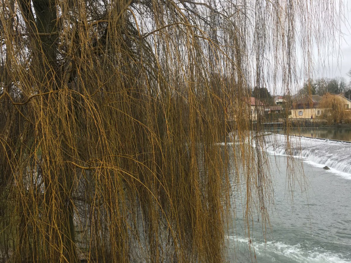 Saule pleureur, déversoir et grisaille : ambiance hivernale assurée pour ce jeudi ! Belle journée à tous 😊 #JeudiConfession #jeudiphoto