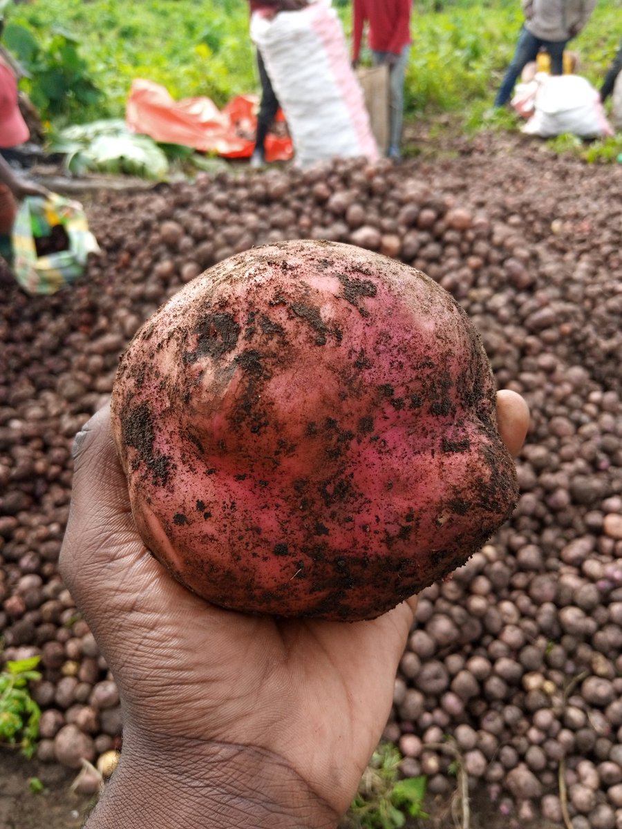 s_malekani's tweet photo. En cette fin d'année, offrez-vous les meilleures pomme de terre avec @s_malekani et profitez des meilleures recettes !
Tapez +243995837008 pour vos commandes @malekani_s @ypard_rdc @SarlTomorrow @leParrainRDC @LwangeJosue   @agriboostconsu1 @FAOCongo @OfficielPamoja @minagri_rdc https://t.co/G3kUtXipDr