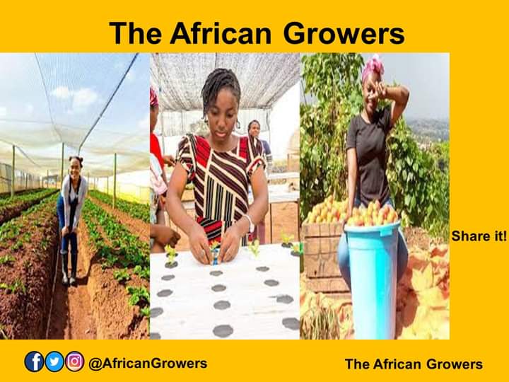 Many still find it difficult to believe women leading farms to grow food crops for city people to eat. See the media of young ladies from Africa doing great as modern farmers.

Tag a friend. #foodies #womenfarmers #farmers #africanfarmers #farms #farmstyle #food #africa #TAGsFarm