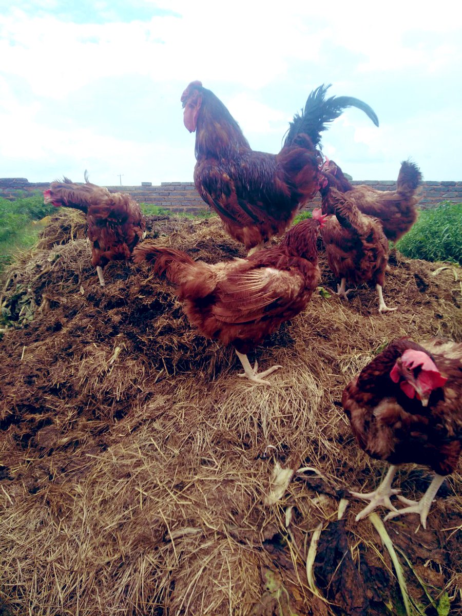 SphiweMashiyane's tweet photo. Mainly for laying eggs #Farming #FunFarming #InclusiveFarming 🐔🐣🐥 https://t.co/lRA7vlabS2