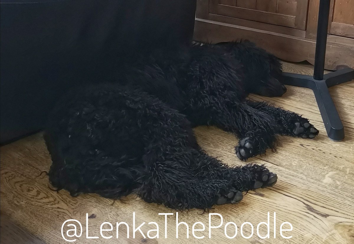 I'm a very tired puppy after a long walk with <a href="/SpooSuki/">SukiTheSpoo</a> I made some new friends but they were a bit overwhelming, I prefer playing with <a href="/SpooSuki/">SukiTheSpoo</a>  💖
#StandardPoodle #Poodle #Puppy #sevenmonthsold #DogsOfTwitter #TiredDog