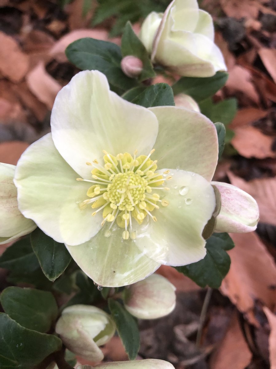 ilenagm's tweet photo. #GardeningTwitter #HelleboreLove #winter #flowers My oldest Hellebore is bursting into a full bloom. I love the ever so slight pink color mixed with the cream color🥰 https://t.co/jBWiCYEahz